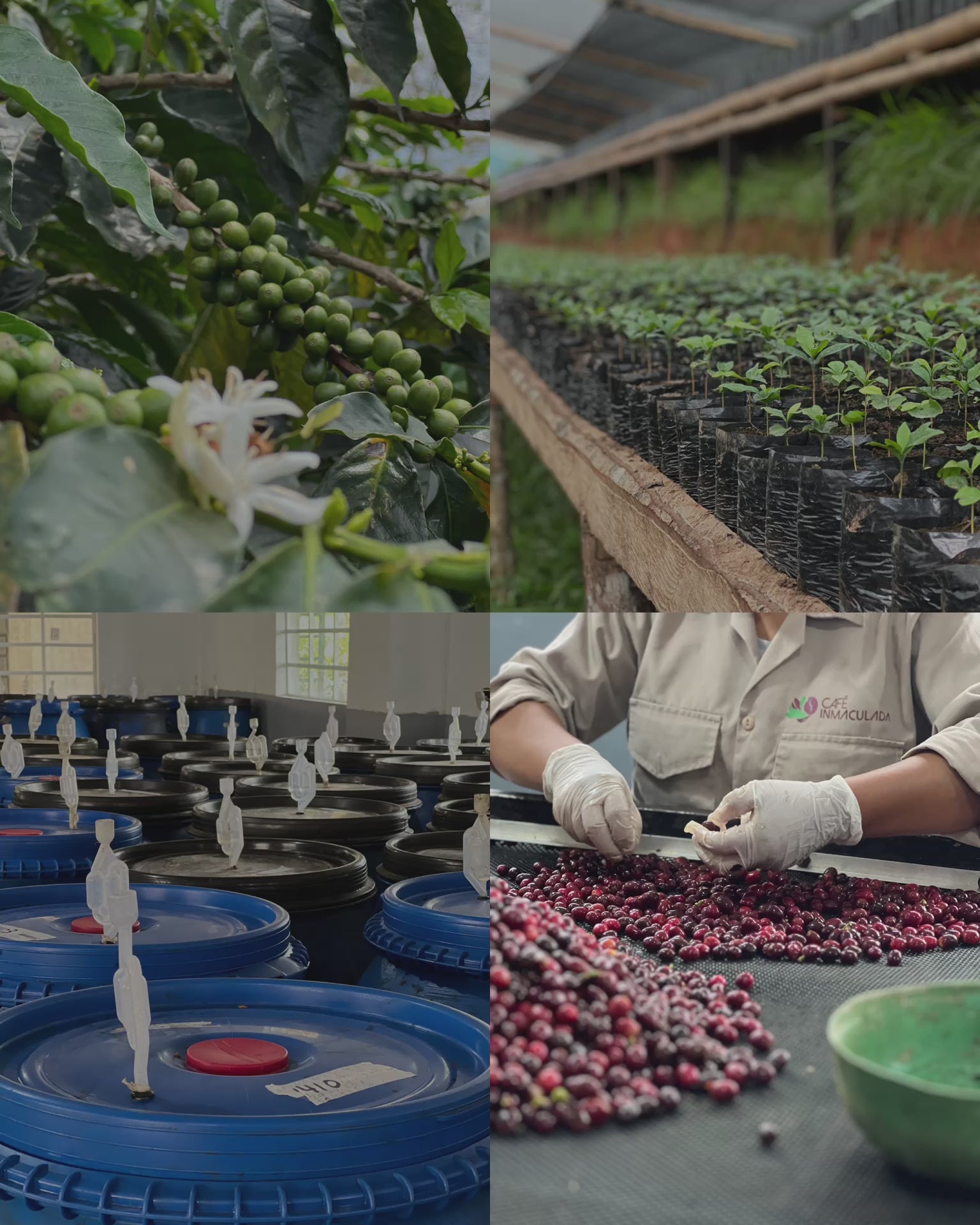 PEABERRY GEISHA 250gr